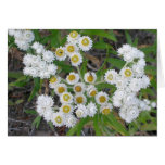 Flores blancas con las moscas tarjeton