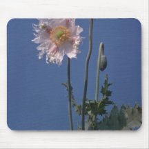 flores blancas de la amapola de opio (Papaver - so Tapete De Ratón