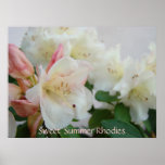Flores blancas de la azalea de RHODIES 4 posters d