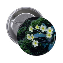flores blancas de la primavera pins