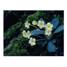 flores blancas de la primavera postales