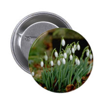 flores blancas de Snowdrops Pins