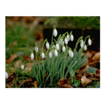 flores blancas de Snowdrops Postal