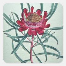 Flores blancas del acuminata del Protea Calcomanía Cuadradas Personalizada