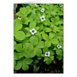 Flores blancas del Bunchberry Felicitacion