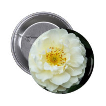 Flores blancas del damasco pin