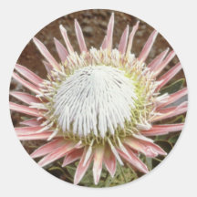 flores blancas del protea de rey (cynaroides del P Pegatinas Redondas