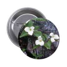 flores blancas del Trillium Pins