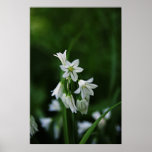 Flores blancas dulces poster
