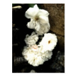 Flores blancas en Dominica Postales