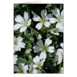 Flores blancas en un día brillante tarjeton