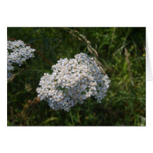 flores blancas felicitacion 