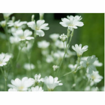 flores blancas frescas del jardín del verano escultura fotográfica