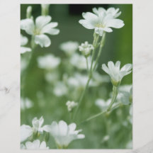 flores blancas frescas del jardín del verano tarjeta publicitaria