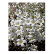 Flores blancas postal
