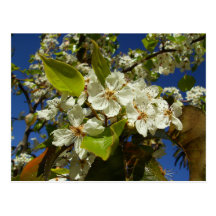 Flores blancas tarjetas postales