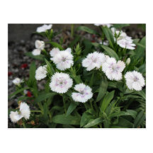 flores blancas tarjetas postales