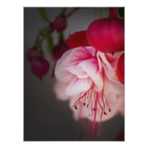 Flores blancas y rojas rosadas fucsias fotografias