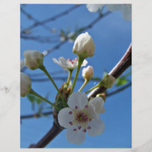 Flores blancos de la primavera en la demostración tarjetas publicitarias