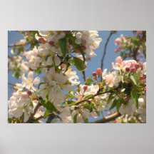 Flores blancos poster