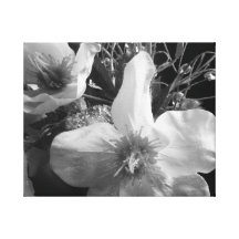 Flores blancos y negros del reflejo lienzo envuelto para galerias