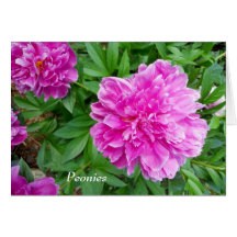 Flores bonitas del Peony en jardín violeta rosado  Felicitación
