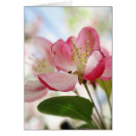 Flores brillantes de Apple de la primavera Felicitaciones