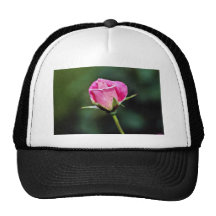 Flores color de rosa grandiflora del "postre helad gorro de camionero