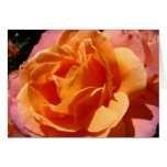 Flores color de rosa rosadas anaranjadas de encarg