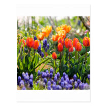 Flores coloridas tarjetas postales