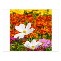 Flores coloridas tarjetas postales
