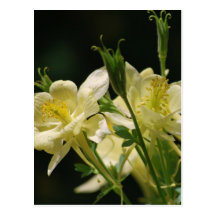 Flores columbine amarillas postales