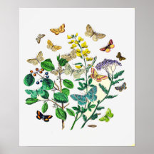 Flores de Bontanical con el poster de las mariposa