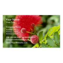 Flores de Calliandra Inaquilatera (soplo de polvo) Tarjeta De Visita