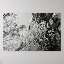 Flores de cerezo del pueblo poster