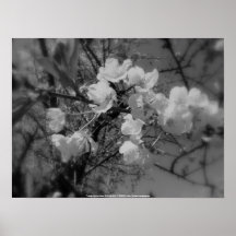 flores de cerezo en el cielo, blanco y negro posters
