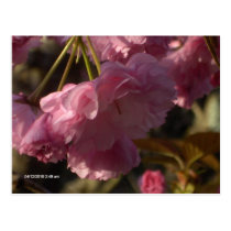 flores de cerezo en postal de la floración tarjetas postales