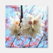 Flores de cerezo - imán