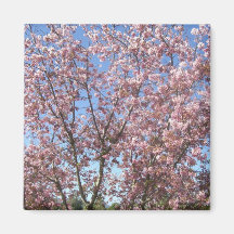 Flores de cerezo imán