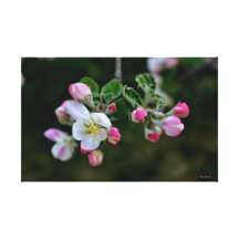 Flores de cerezo impresión de lienzo