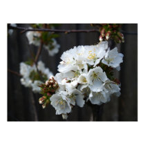 Flores de cerezo posters