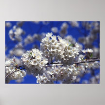 Flores de cerezo impresiones