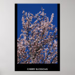 Flores de cerezo poster, impresión