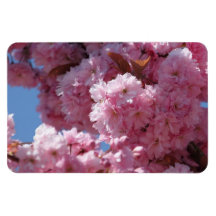 Flores de cerezo rosadas iman de vinilo