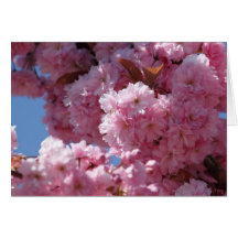 Flores de cerezo rosadas tarjeton