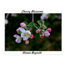 Flores de cerezo tarjetas postales