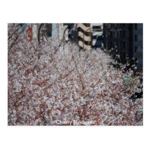 Flores de cerezo urbanas postal
