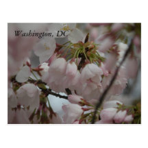 Flores de cerezo: Washington, DC Postal