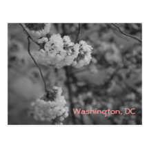 Flores de cerezo: Washington, postal de DC