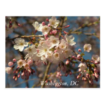 Flores de cerezo: Washington, postal de DC
